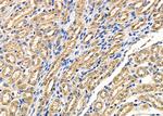 RAP1 Antibody in Immunohistochemistry (Paraffin) (IHC (P))