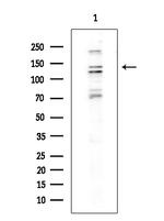 Drosha Polyclonal Antibody