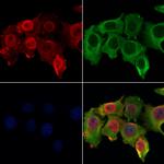 RPA4 Antibody in Immunocytochemistry (ICC/IF)