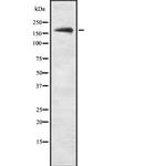 PHLPP1 Polyclonal Antibody