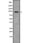 SEMA4C Polyclonal Antibody
