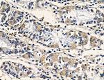 PRSS3 Antibody in Immunohistochemistry (Paraffin) (IHC (P))