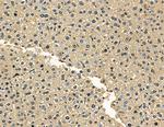 ZNF106 Polyclonal Antibody