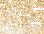 CARD10 Antibody in Immunohistochemistry (Paraffin) (IHC (P))