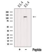 CARD10 Antibody in Western Blot (WB)