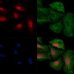 CLK4 Antibody in Immunocytochemistry (ICC/IF)