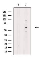 CLK4 Antibody in Western Blot (WB)