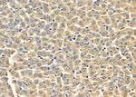 FASTKD2 Antibody in Immunohistochemistry (Paraffin) (IHC (P))