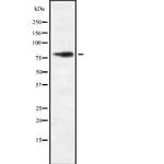 FASTKD2 Antibody in Western Blot (WB)