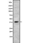 P2Y14 Antibody in Western Blot (WB)
