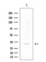 P2Y14 Antibody in Western Blot (WB)