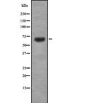 CABLES1 Polyclonal Antibody
