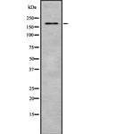 Laminin beta-2 Polyclonal Antibody