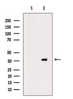 MRGPRX4 Polyclonal Antibody