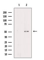 NARF Polyclonal Antibody