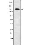 NBEAL1 Polyclonal Antibody