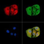 OR13C2/OR13C9 Polyclonal Antibody