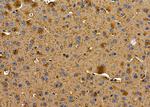 OR13C2/OR13C9 Antibody in Immunohistochemistry (Paraffin) (IHC (P))