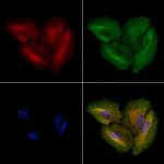 OR1D4/OR1D5 Antibody in Immunocytochemistry (ICC/IF)
