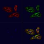 OR2A25 Antibody in Immunocytochemistry (ICC/IF)