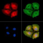 OR4K2 Polyclonal Antibody