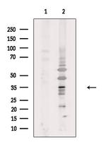 OR4Q3 Polyclonal Antibody