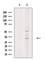 OR51G1 Polyclonal Antibody