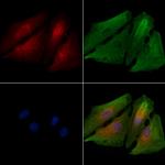 OR5H1 Antibody in Immunocytochemistry (ICC/IF)
