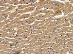 OR5H1 Antibody in Immunohistochemistry (Paraffin) (IHC (P))