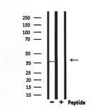 OR5V1 Antibody in Western Blot (WB)