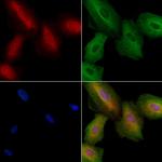 OR7C2 Polyclonal Antibody