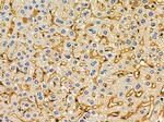 OR7C2 Antibody in Immunohistochemistry (Paraffin) (IHC (P))