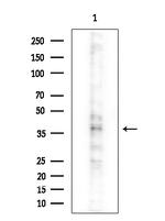 TNFRSF19L Antibody in Western Blot (WB)