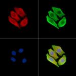 RHPN1 Polyclonal Antibody