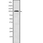 RHPN1 Antibody in Western Blot (WB)