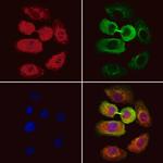 RMP Polyclonal Antibody