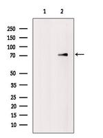 RMP Antibody in Western Blot (WB)