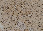 SOX8/SOX9/SOX17/SOX18 Polyclonal Antibody