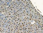 SP2 Polyclonal Antibody