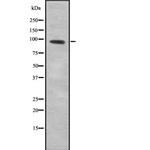 GTF3C4 Polyclonal Antibody
