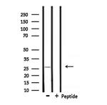 UBTD2 Antibody in Western Blot (WB)
