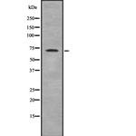ZNF23 Polyclonal Antibody