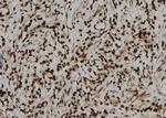 Phospho-Ephrin B1/B2/B3 (Tyr324) Polyclonal Antibody