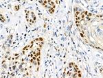 SUMO2/SUMO3/SUMO4 Antibody in Immunohistochemistry (Paraffin) (IHC (P))