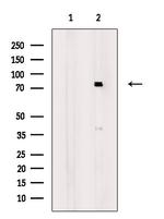 NKRF Antibody in Western Blot (WB)