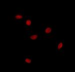 SOX12 Antibody in Immunocytochemistry (ICC/IF)