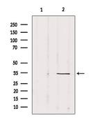 SOX12 Antibody in Western Blot (WB)