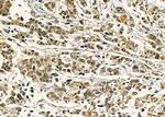 SAP30 Polyclonal Antibody