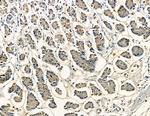 DUSP14 Antibody in Immunohistochemistry (Paraffin) (IHC (P))