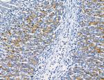 DUSP14 Antibody in Immunohistochemistry (Paraffin) (IHC (P))